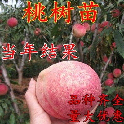 嫁接桃樹苗  南北方種植特大水蜜桃  黃桃  冬桃果樹苗  盆栽地栽當年結果