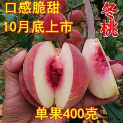 基地晚熟桃樹 提供種植技術 映霜紅桃樹苗 新品冬桃桃樹