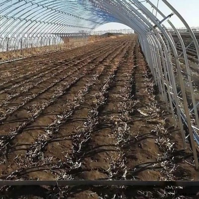玻璃鋼大棚骨架 蔬菜大棚骨架廠 青海溫室大棚骨架